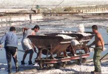 Όταν η συλλογή άλατος στις Αλυκές Μεσολογγίου γινόταν με το τραινάκι (φωτο)