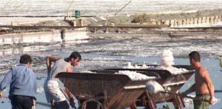 Όταν η συλλογή άλατος στις Αλυκές Μεσολογγίου γινόταν με το τραινάκι (φωτο)