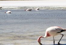 Παραγωγή αλατιού και Οικοσύστημα : μια σχέση αλληλεπίδρασης