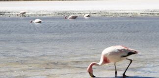 Παραγωγή αλατιού και Οικοσύστημα : μια σχέση αλληλεπίδρασης