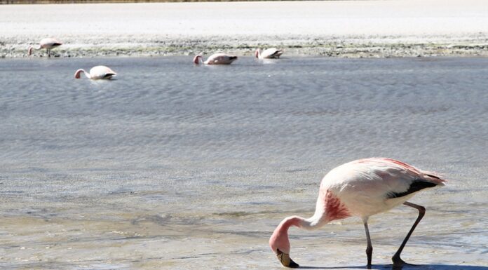 Παραγωγή αλατιού και Οικοσύστημα : μια σχέση αλληλεπίδρασης