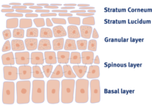 Φυσική (Desquamation) και Τεχνητή (Exfoliation) Απολέπιση του Δέρματος