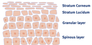 Φυσική (Desquamation) και Τεχνητή (Exfoliation) Απολέπιση του Δέρματος
