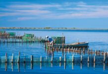 Η λιμνοθάλασσα ανήκει σε όλη την κοινωνία – Αγώνας για ζωή, νερό, ελευθερία