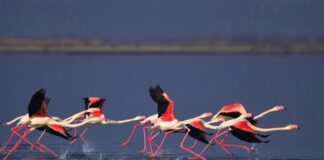 H Λιμνοθάλασσα Μεσολογγίου σε περιμένει για ένα αξέχαστο τρίημερο