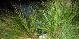 Η ΝΙΔΟΒΑ ΤΟΥ ΑΙΤΩΛΙΚΟΥ ΜΟΛΥΝΕΤΑΙ ΑΝΕΞΕΛΕΓΚΤΑ