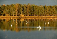 ΚΑΥΣΗ ΒΙΟΡΕΥΣΤΩΝ ΣΤΟ ΕΘΝΙΚΟ ΠΑΡΚΟ ΜΕΣΟΛΟΓΓΙΟΥ