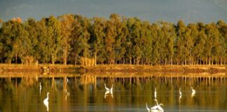 ΚΑΥΣΗ ΒΙΟΡΕΥΣΤΩΝ ΣΤΟ ΕΘΝΙΚΟ ΠΑΡΚΟ ΜΕΣΟΛΟΓΓΙΟΥ