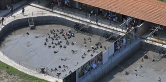 ΛΑΣΠΟΘΕΡΑΠΕΙΑ